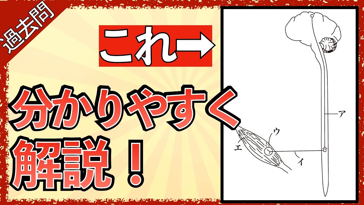 「看護師国試でよく見るあの図を解説してみた」ALS/ギランバレー/重症筋無力症/筋ジストロフィーとは