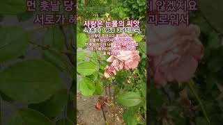 사랑은 눈물의 씨앗  #나훈아#트로트#1968나훈아3대히트곡