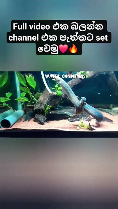 එයාල දෙන්නා❤️ || #iAqua #shorts #fireeel #tiretrackeel #fishcareinsinhala