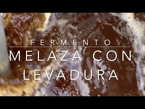 Video: Alimentando Rosas Con Levadura: ¿cómo Se Pueden Alimentar Rosas Con Fertilizante De Levadura? ¿Con Qué Frecuencia Regar? Recetas De Solución