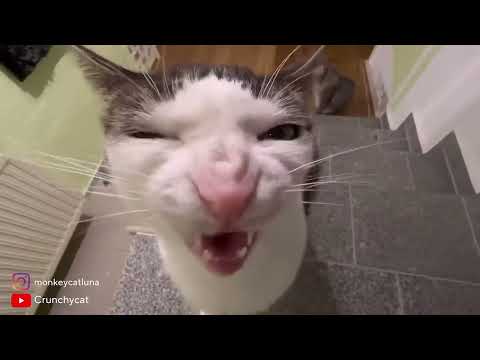 Cat crunching (Luna)