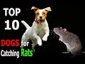 Top 10 Dog Breeds for Catching Rats | Top 10 animals