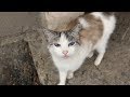 Beautiful cat is afraid of a stray dog
