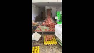 🐶🔴LIVE～Egg Sorting 🥚 2026-05-18