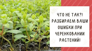 ПОЧЕМУ НЕ УКОРЕНЯЮТСЯ ЧЕРЕНКИ И КАК ЭТО ИСПРАВИТЬ!