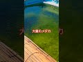 【熊本】この量のメダカかなりヤバいって！ #shorts #short #熊本