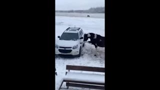 This Horse Certainly Holds A Grudge For His Owner's Car