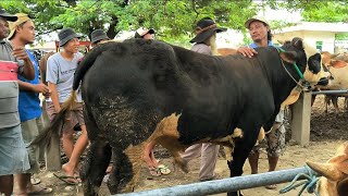 Download Lagu 16 juta !! Pegon Super Harga Murah !! Harga Anjlok !! Pasar Sapi Kerek  MP3