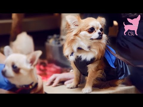 Cute Chihuahua Dog Fashion Show