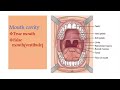 Anatomy Lecture Entitled Digestive System By Dr Amal Ghanem For The First Year On Wednesday D 