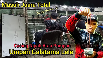 Umpan Galatama Lele Praktis, Cacing Nipah Panjang 1 Meter,  Cocok di segala Kondisi Cuaca dan Air