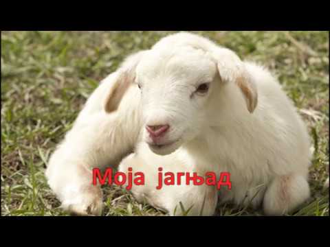 Ovce - Kako pripremiti zamenu mleka za jagnjad?