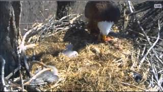 DECORAH EAGLES  4/12/2016    12:00 PM  CDT    MOM LEAVES AND BACK-FEEDS- D 25 OUT OF NEST BOWL