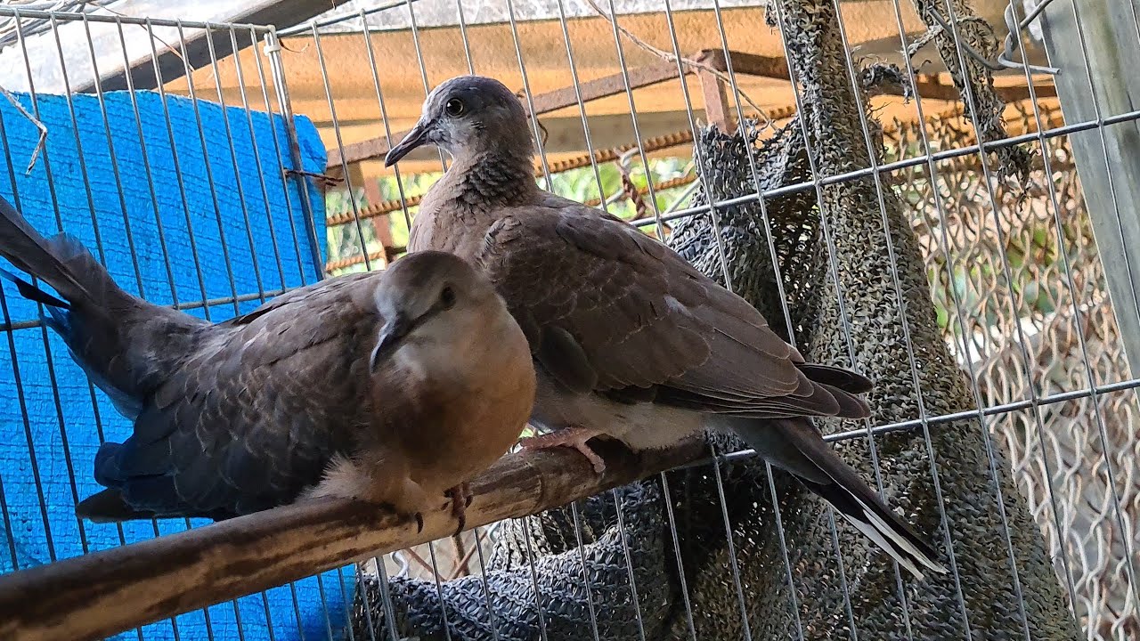 video để đời về chữa bệnh cho chim cu gáy Ampicillin  trihydrate. Colistin sulfate tá dược đặc biệt