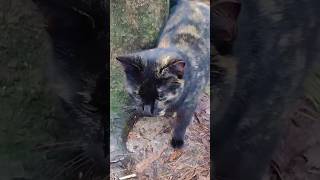 Torties Adorable Meow ? Says Pet Me Now Hooman shorts