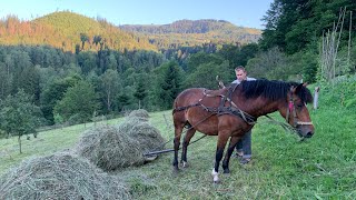 Haymakers in the Carpathians 2023 / HUTSULS CARRY HAY WITH HORSES - EVERYTHING THE OLD WAY
