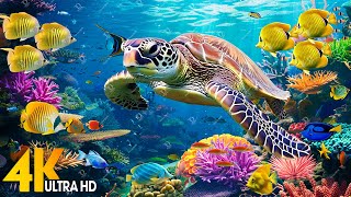 [NEW] 11HR Stunning 4K Underwater Footage - Rare & Colorful Sea Life Video-Relaxing Sleep Music