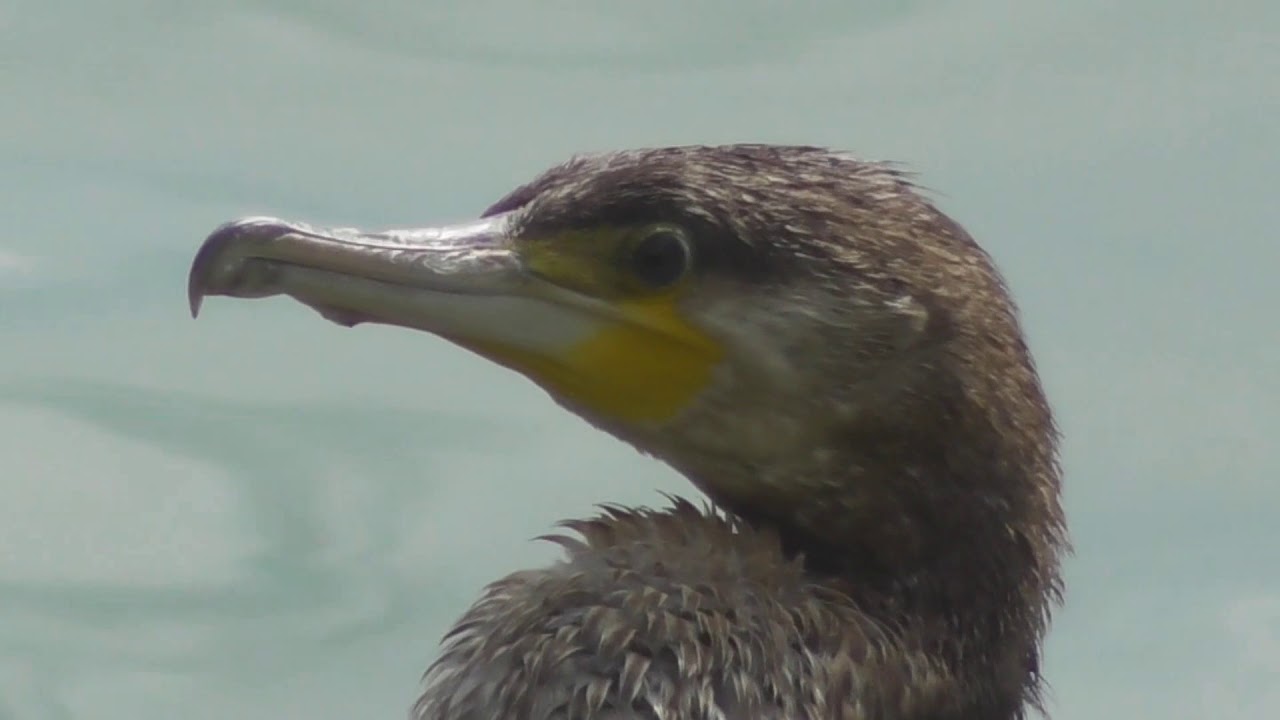 The great cormorant (Phalacrocorax carbo), the great black cormorant drying its wings in the sun