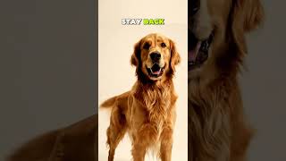 The Real Reason Your Dog Kicks After Pooping #shorts #dog