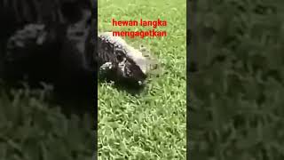 Ketemu Hewan Sangat Langka Yang Sangat Mengagetkan