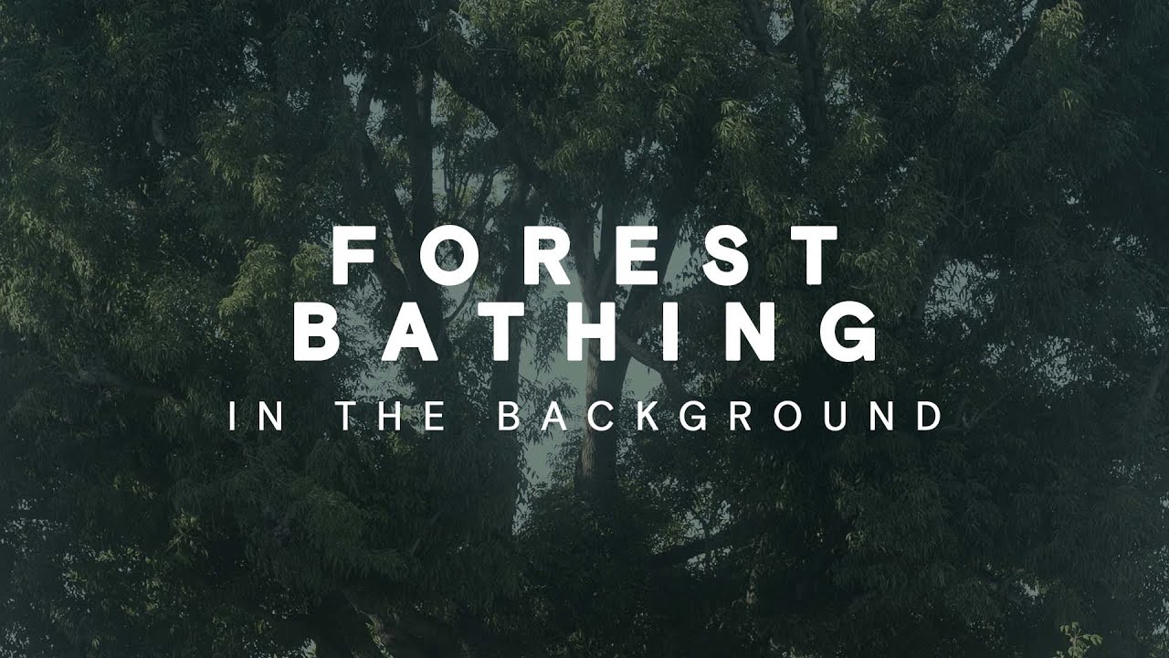 Forest Bathing or Shinrin-Yoku | Ambient ASMR - YouTube