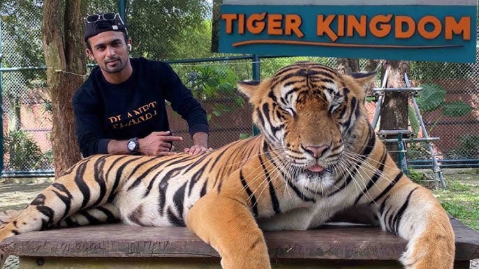 Vlog 3 | Tiger Kingdom | Masjid | Phuket City Tour #arshiyanmemon  #tigerkingdom #phuket #thailand - YouTube