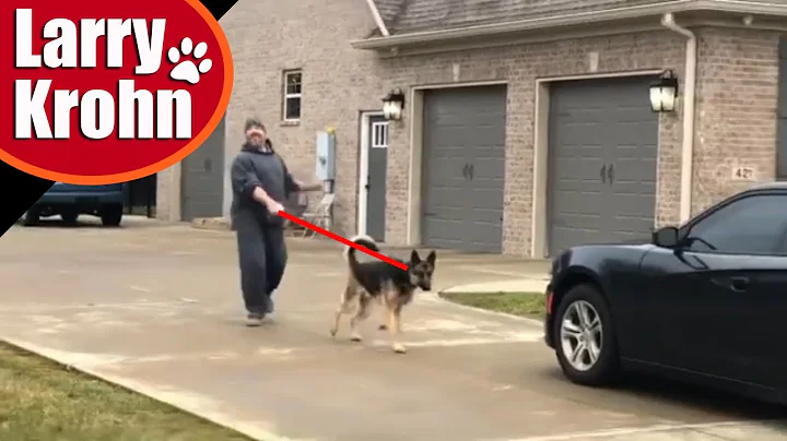 Stop any dog from pulling on leash fast