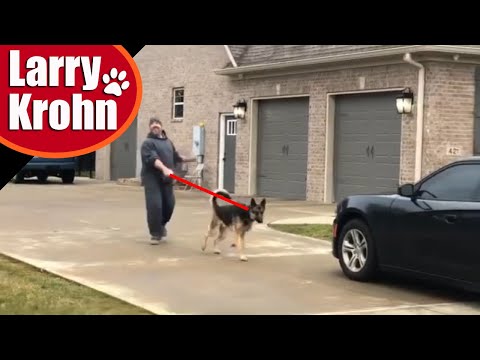 Wideo: Zapobieganie ukąszeniom psów z obu końców smyczy