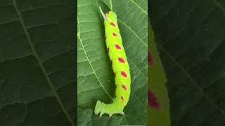 caterpillar eating leaves#viral #shorts #krizparcon