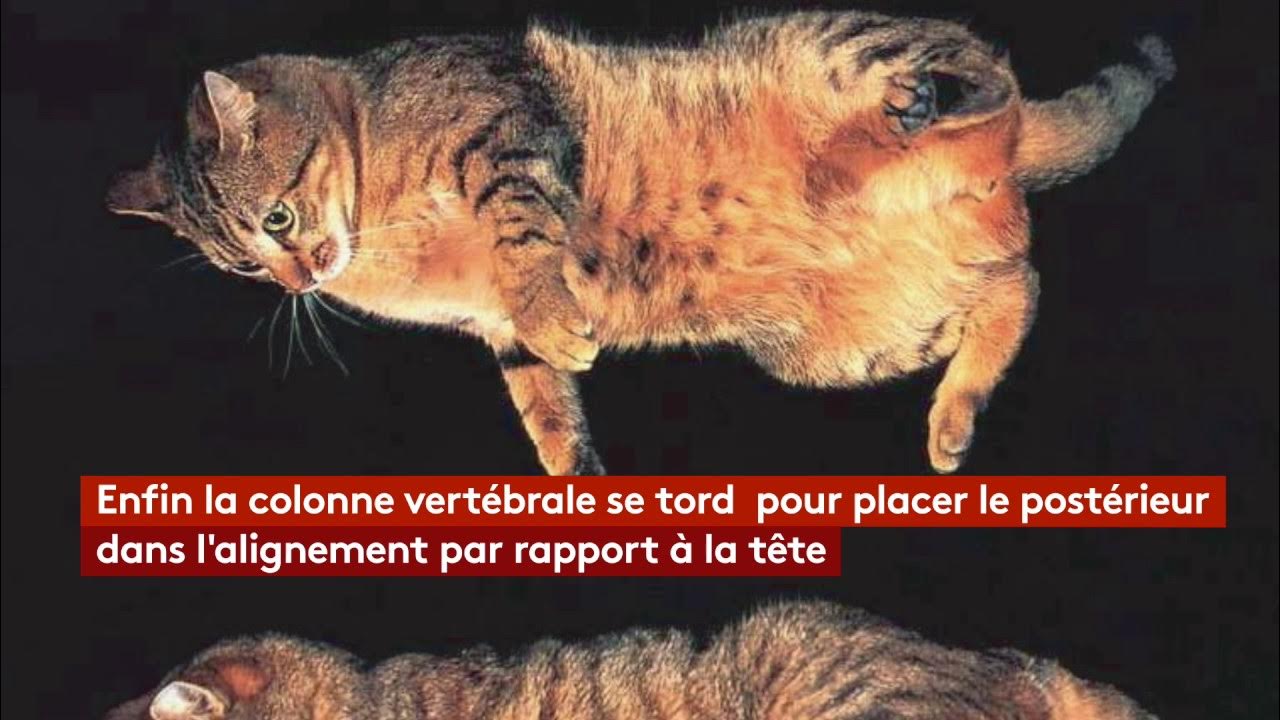 Pourquoi les chats retombentils toujours sur leurs pattes ? YouTube