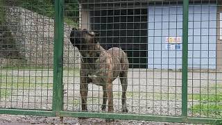 presa canario Cesur