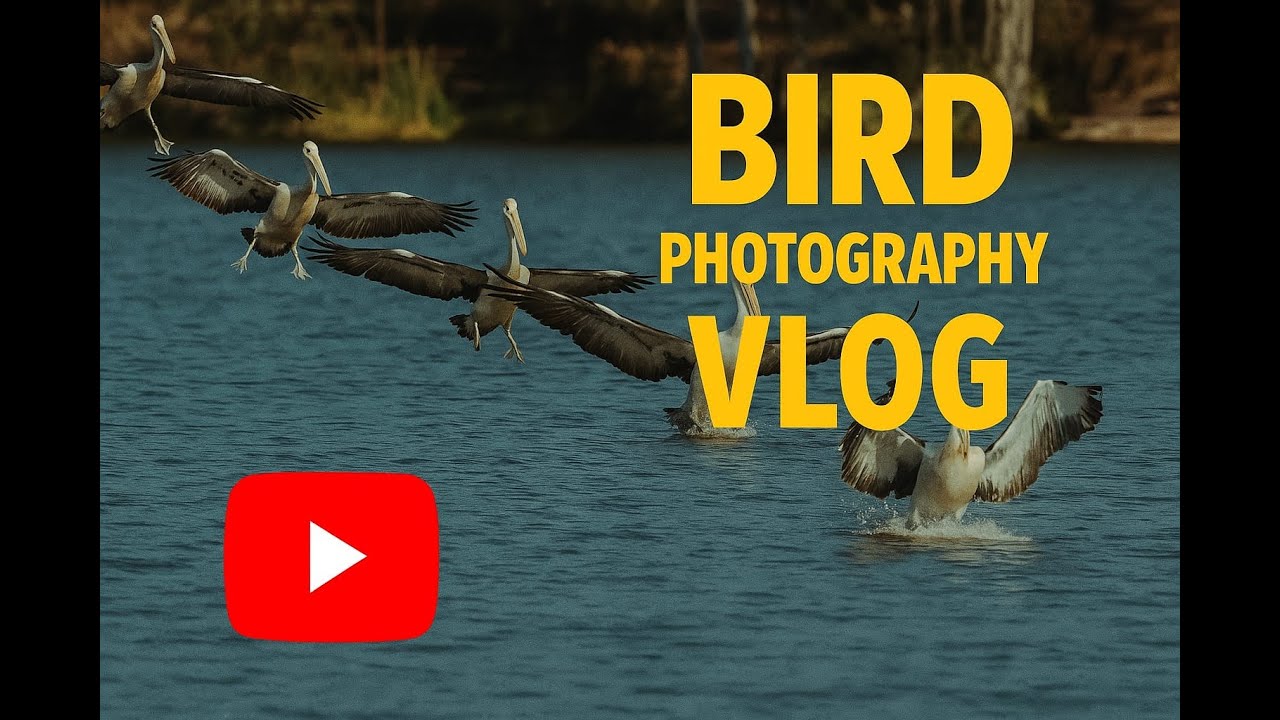 Bird Photography @wyaralong dam what a  epic location for birds to watch in flights