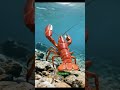 Fakta Unik Lobster!? 😱 #shorts