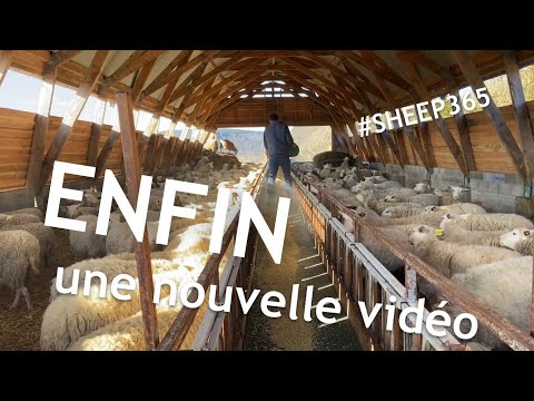 We Bring The Sheep Into The New Sheepfold 