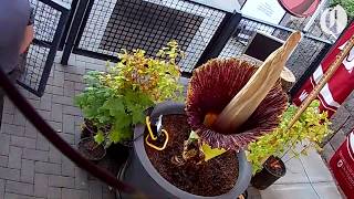 Corpse flower time lapse