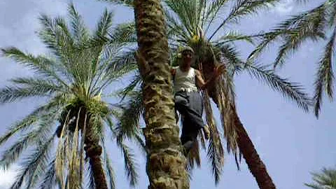 Come si chiama l'albero del dattero?