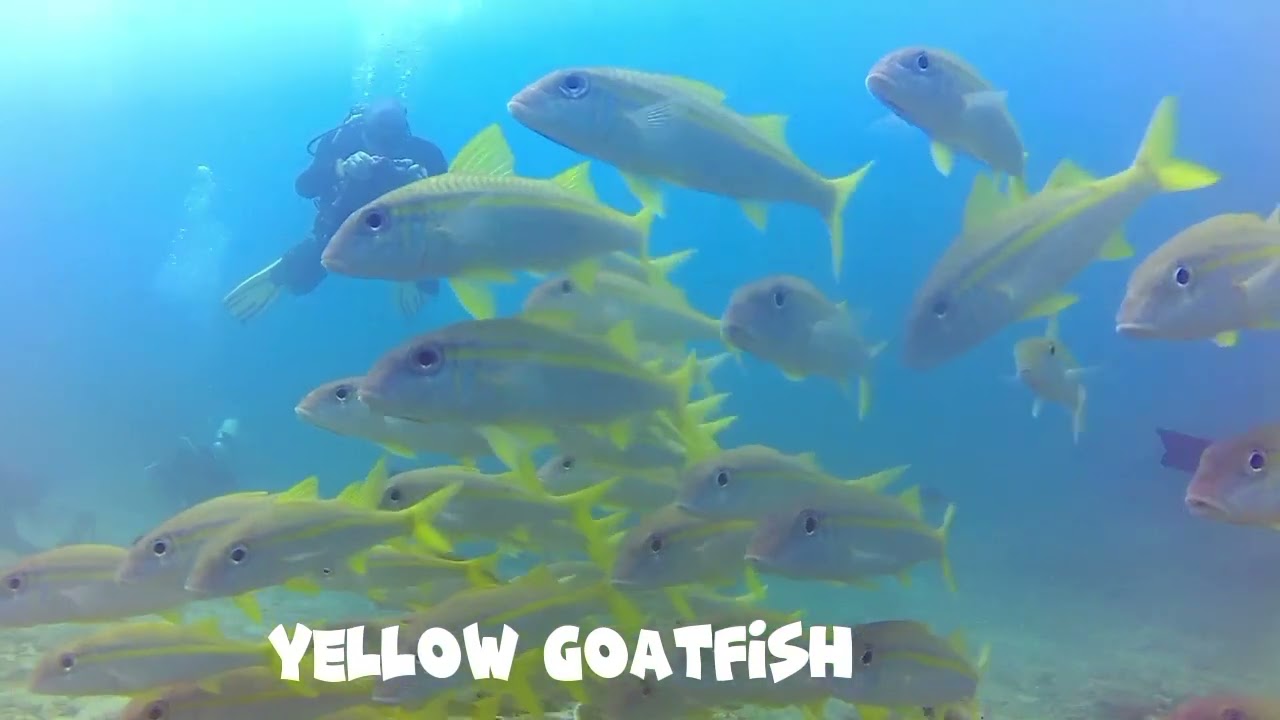 Diving at Sipalay easy diving and Beach resort