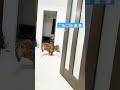 【フクロウ】ご飯をもらいに猛ダッシュ💨
