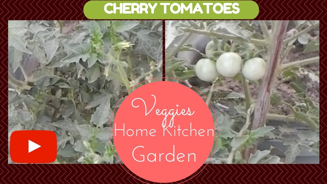 How to Grow and Obtain Full of Tomato Flowers | Asim Nawaz Garden