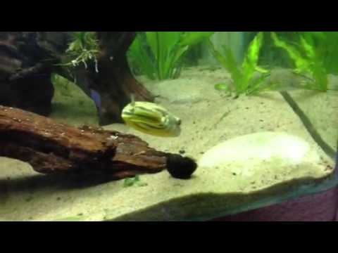 Fahaka puffer eating a snail