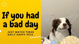 If you had a bad day, just watch these daily happy pets | Day 27