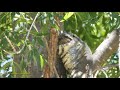 Australian Lizard~Goanna (Lace Monitor) Swallows Live Rabbit Whole