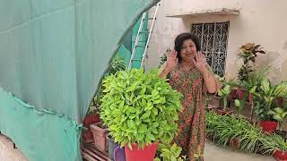 EASY TO GROW PLANT FOR YOUR GARDEN - How to Grow and Care for Pedilanthus/ Devil’s Backbone Plant