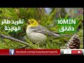 10 دقائق من تغريد طائر الهازجة أو الدخلة  الرائع