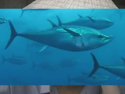 ULTIMATUN, la gran orgía reproductora del atún rojo