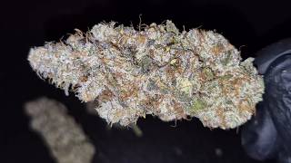 Curing Day 14 | Ethos Genetics | Purple Sunset