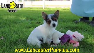 Lovable Yorkie Puppy by Lancaster Puppies 11 views 2 days ago 56 seconds