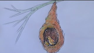 How to draw weaver bird nest step by step. - YouTube