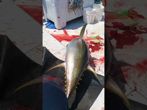 Video: Je, nile tuna yellowfin?