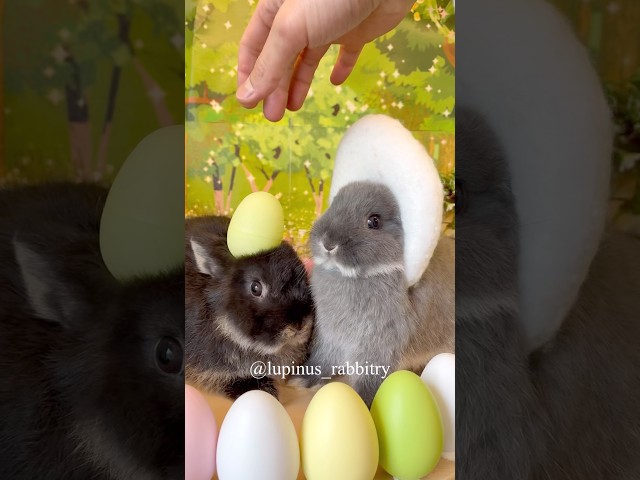 【イースター限定】うさぎさんがイースターバニーに変身した結果…